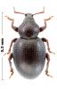 Otiorhynchus sp.